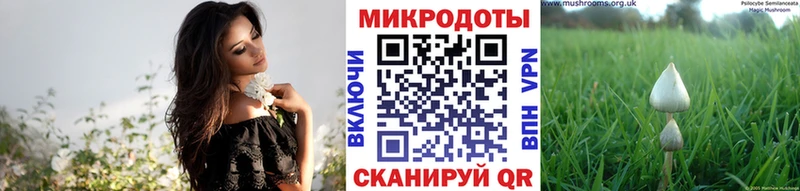 Купить где  Высоцк  Галлюциногенные грибы Psilocybe 